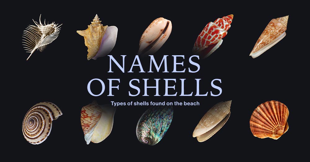 Common And Rare Types Of Shells Found On The Beach | Citrus Reef