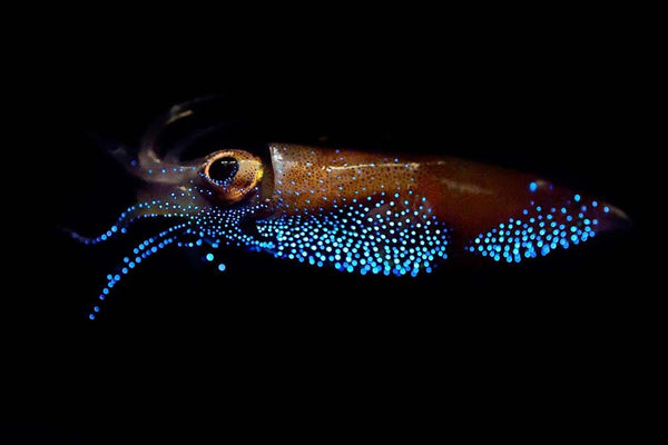 14 Types of Squid Species